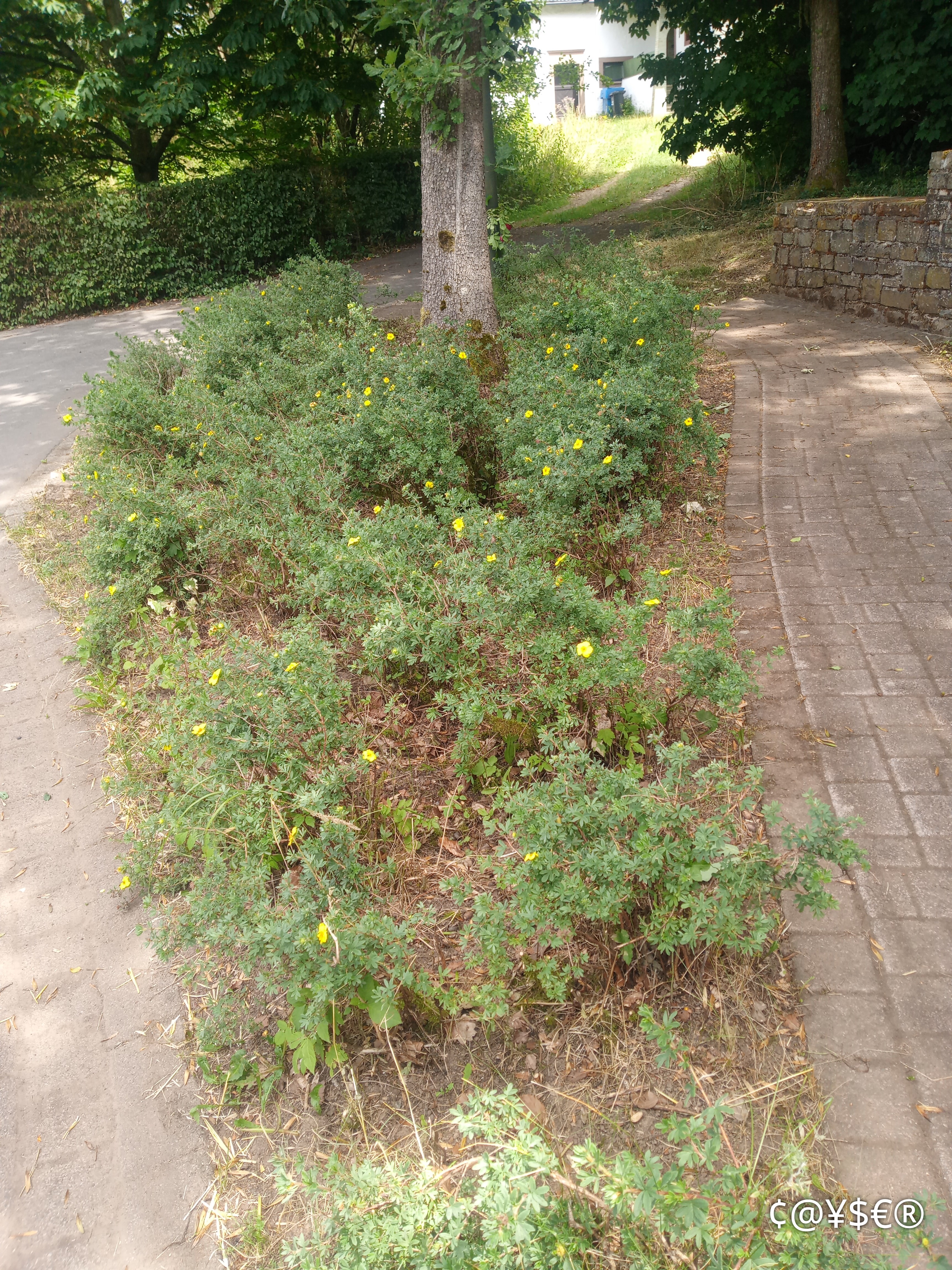 Gelbe Blüten der "Brunnengewächse"