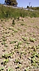 Bienenweide